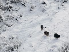 -太子岭滑雪场