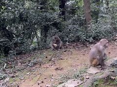 -苏州上方山国家森林公园