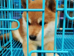 -清平路水族市场