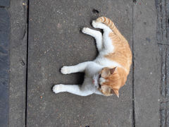 太平街的猫-太平老街