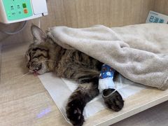 -北京观赏动物医院·24小时大型综合·猫专科·异宠专科