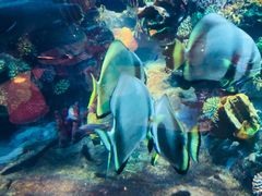 -迪拜帆船酒店海底餐厅