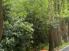 -东平国家森林公园