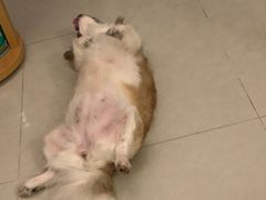 -瑞派动物医院·猫专科·至诚(江南中分院)