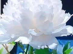 -鑫巴蜀(和平里店)