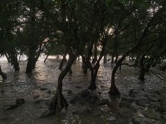 -宝安西湾红树林湿地公园