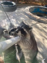 -萌宠亲子动物乐园(槐房万达店)