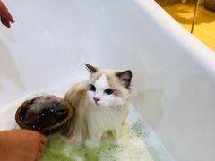 -momokira米努特·德文卷毛猫·棉花面纱犬