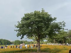 -海珠湖公园