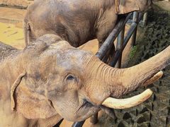 -贵州森林野生动物园