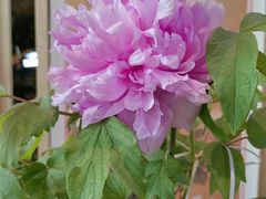 -花之城
