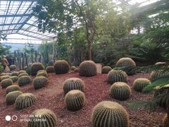 -呀路古热带植物园
