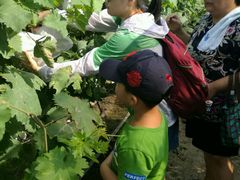 -马陆小张葡萄园农家乐