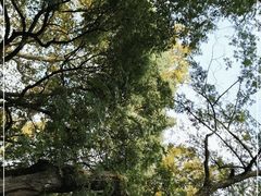 -杭州植物园