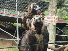 -西霞口神雕山野生动物世界
