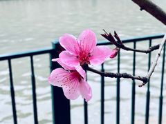 -黄兴公园