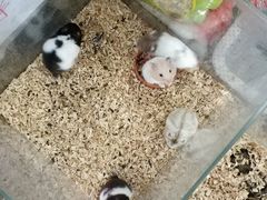 -双季花艺园艺市场(浦东店)