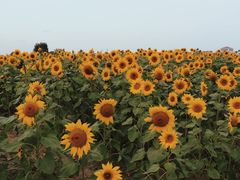 -映月湖中央公园