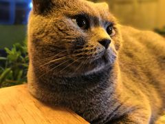 -海边的猫和咖啡馆