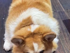 -肥朵食堂(带梦胡同店)