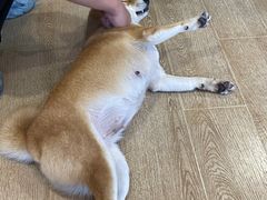 -南京Hallo宠物乐园·哈罗犬舍·柴犬繁育基地