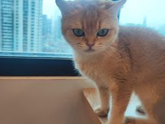 -有喵·猫咖·狗咖·30几只猫10只小狗(岗厦店)