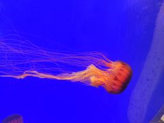 -上海海洋水族馆