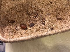 -鑫正兴东北烧烤(滨湖店)