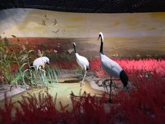 -盐城丹顶鹤湿地生态旅游区