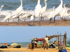 -尼甘布海鲜市场