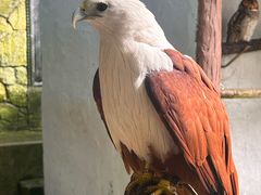 -吉隆坡雀鸟公园