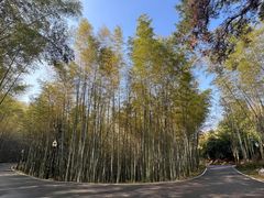 -潜山国家森林公园
