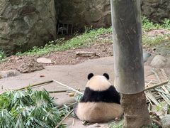 -都江堰中华大熊猫苑