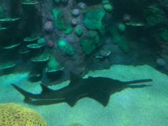 -悉尼海洋生物水族馆
