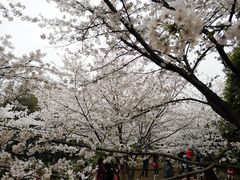 -武汉大学-樱园