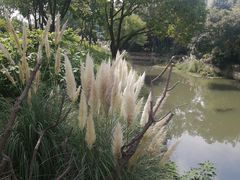 -羊山湖公园