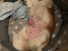 -瑞派动物医院·猫专科·至诚(江南中分院)