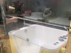 -糯米喵星人总部直营旗舰店·猫舍·幼猫出售