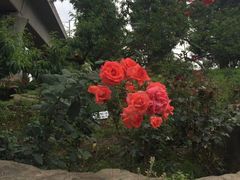 -秀丽东方