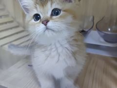 -欣宠猫屋·矮脚拿破仑·蓝金金渐层