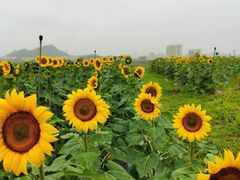 -光明小镇欢乐田园
