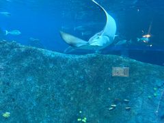 -悉尼海洋生物水族馆