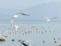 -福田红树林生态公园