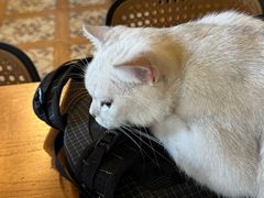 -猫猫幼稚园·撸猫·桌游·电玩