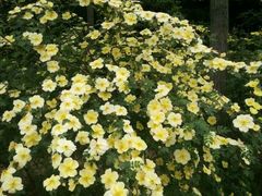 -洛阳郁金香牡丹园