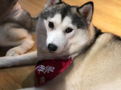 -Husky Go! 哈士奇体验馆·宠物咖啡厅狗咖