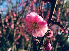 -梁鸿国家湿地公园