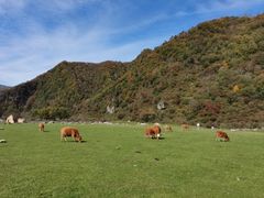 -狮子沟牧场
