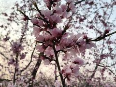 -桃花堤公园