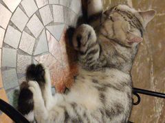 -猫猫幼稚园·撸猫·桌游·电玩
